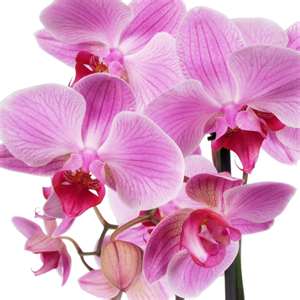 orchidée.jpg