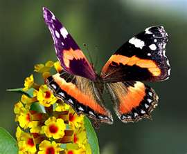 papillon-.jpg