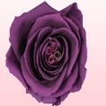 Preserved_roses_purple_thumb.jpg